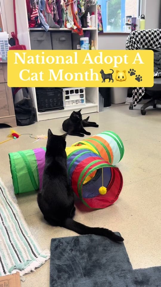 Post 2 by Cedar Bend Humane Society on TikTok (video)