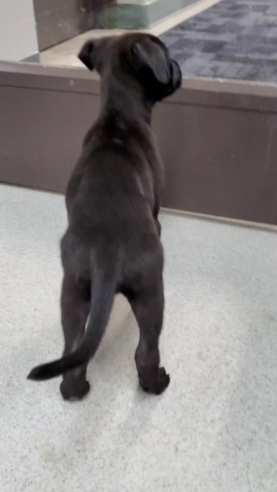 Post 7 by Cedar Bend Humane Society on TikTok (video)
