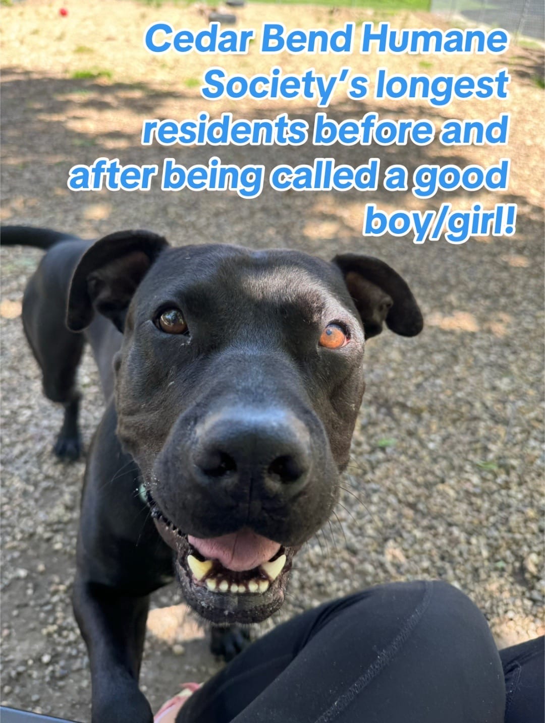 Post 3 by Cedar Bend Humane Society on TikTok (video)
