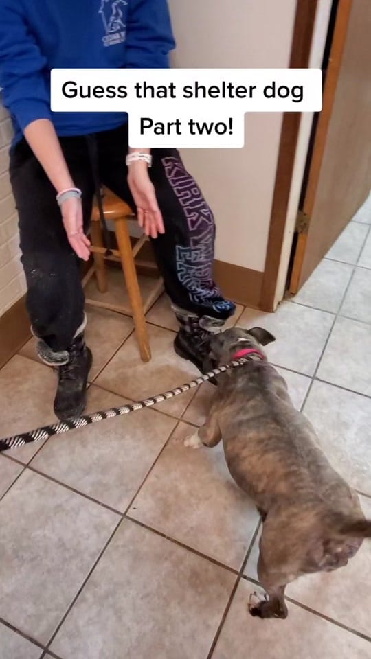Post 10 by Cedar Bend Humane Society on TikTok (video)