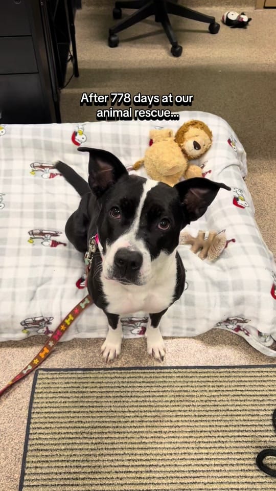 Post 8 by Mostly Mutts Animal Rescue on TikTok (video)