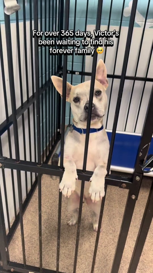 Post 6 by Mostly Mutts Animal Rescue on TikTok (video)