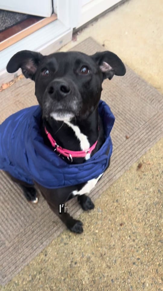 Post 10 by Mostly Mutts Animal Rescue on TikTok (video)