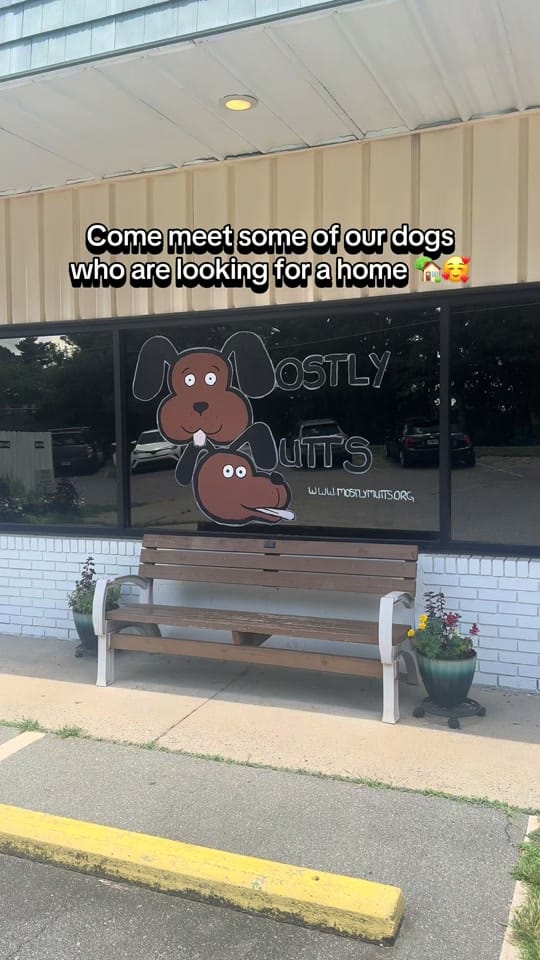 Post 3 by Mostly Mutts Animal Rescue on TikTok (video)