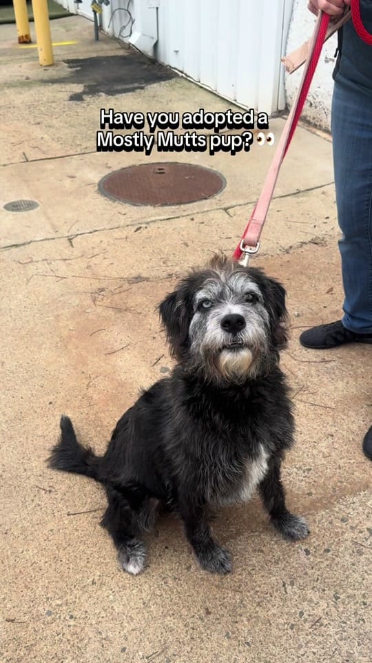Post 2 by Mostly Mutts Animal Rescue on TikTok (video)