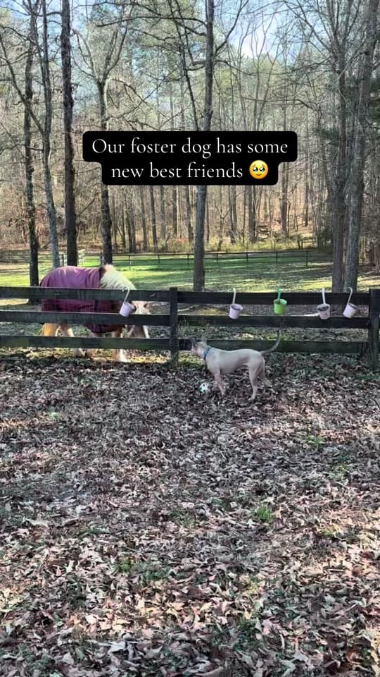 Post 9 by Mostly Mutts Animal Rescue on TikTok (video)