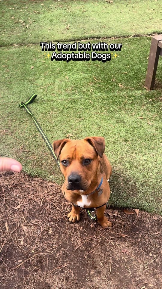 Post 5 by Mostly Mutts Animal Rescue on TikTok (video)