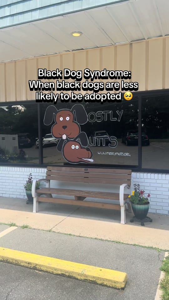 Post 4 by Mostly Mutts Animal Rescue on TikTok (video)