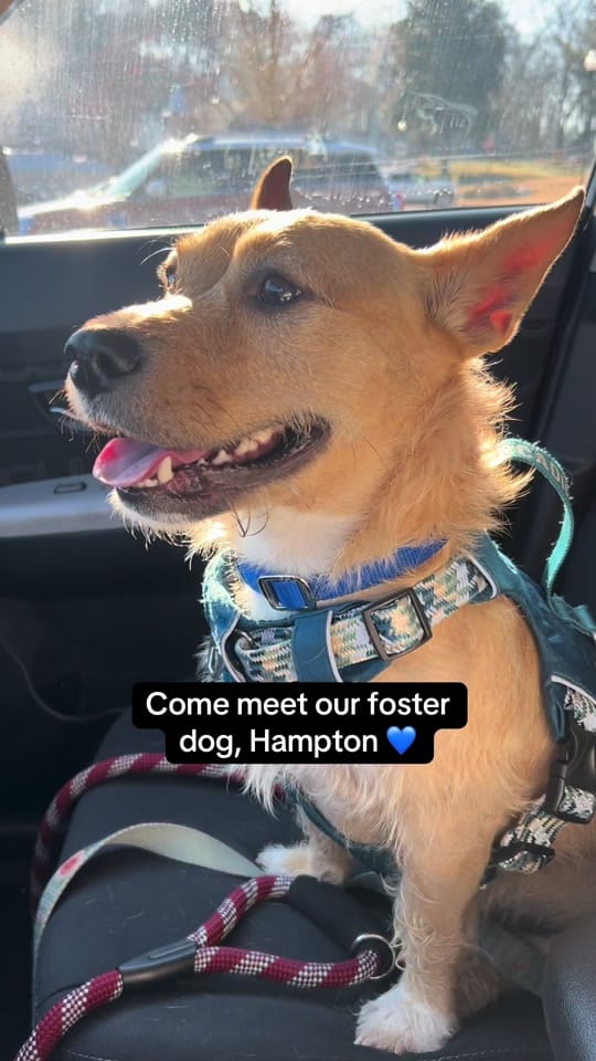 Post 1 by Mostly Mutts Animal Rescue on TikTok (video)