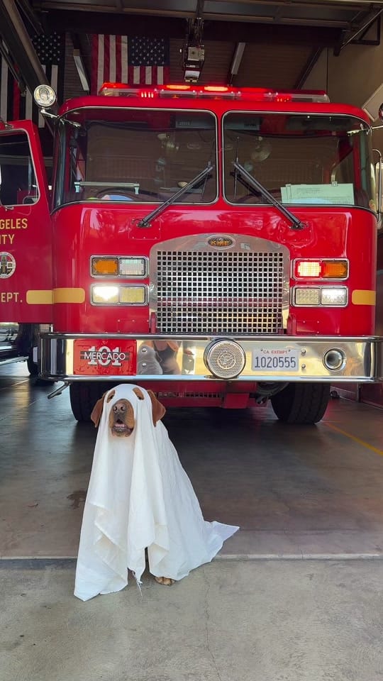 Post 6 by Jackson🐶🚒 on TikTok (video)
