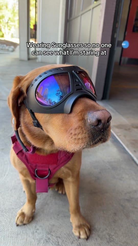 Post 3 by Jackson🐶🚒 on TikTok (video)