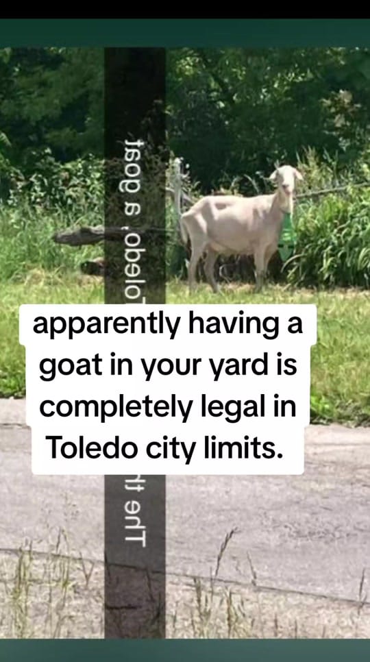 Post 9 by Misunderstood on TikTok (video)