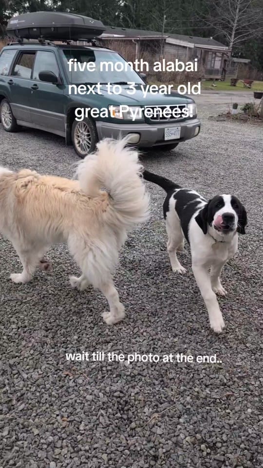 Post 2 by skunkie on TikTok (video)