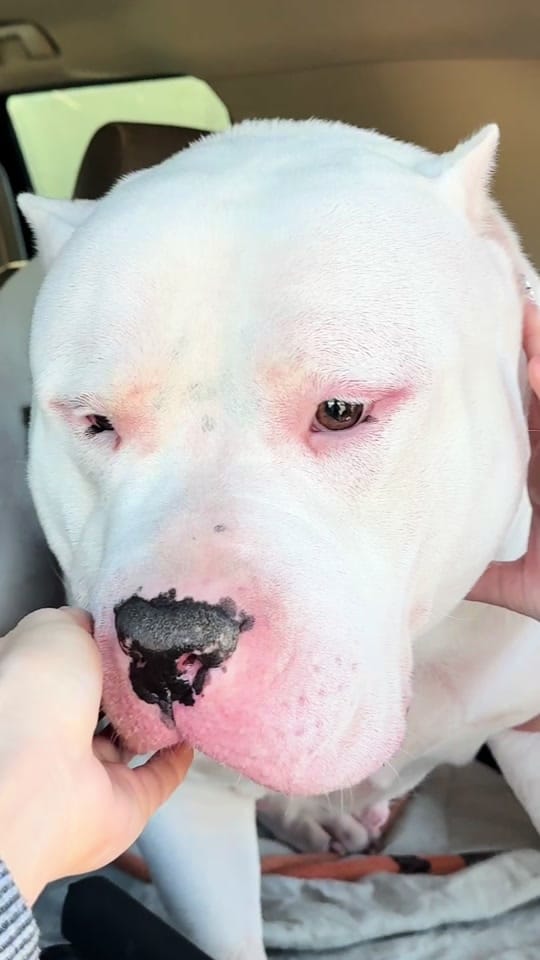 Post 2 by The Bully Brewhouse on TikTok (video)