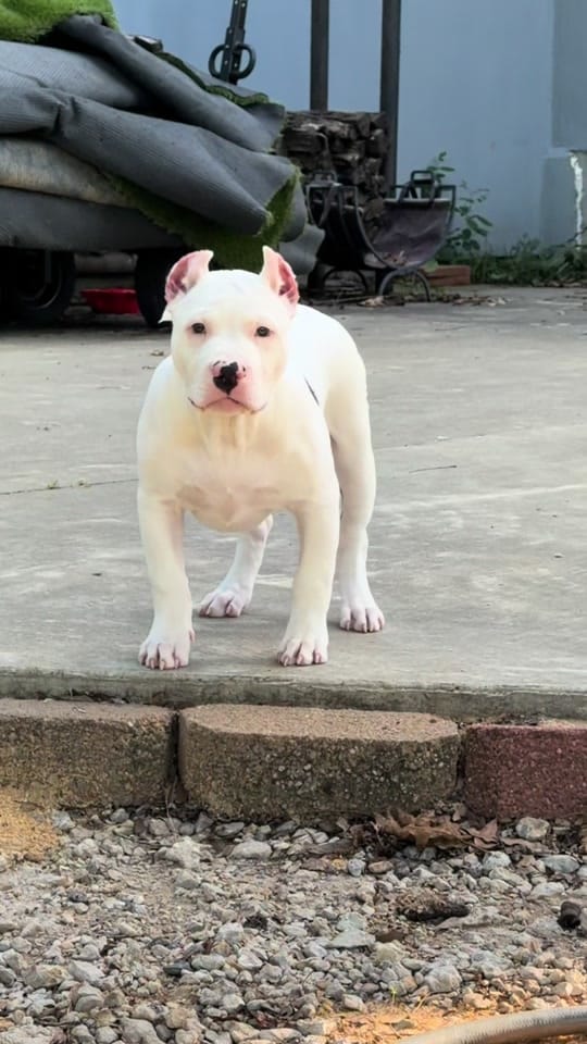 Post 7 by The Bully Brewhouse on TikTok (video)