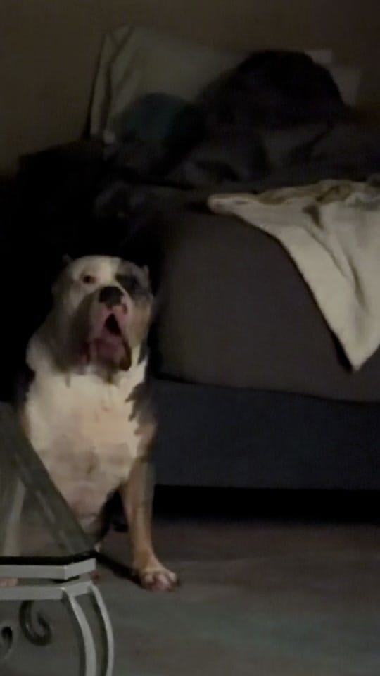 Post 5 by The Bully Brewhouse on TikTok (video)