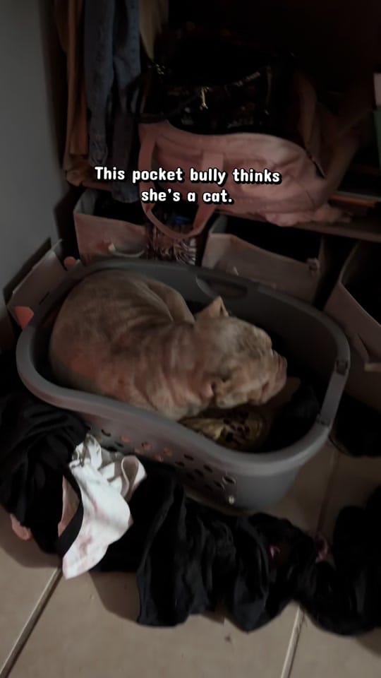 Post 4 by The Bully Brewhouse on TikTok (video)