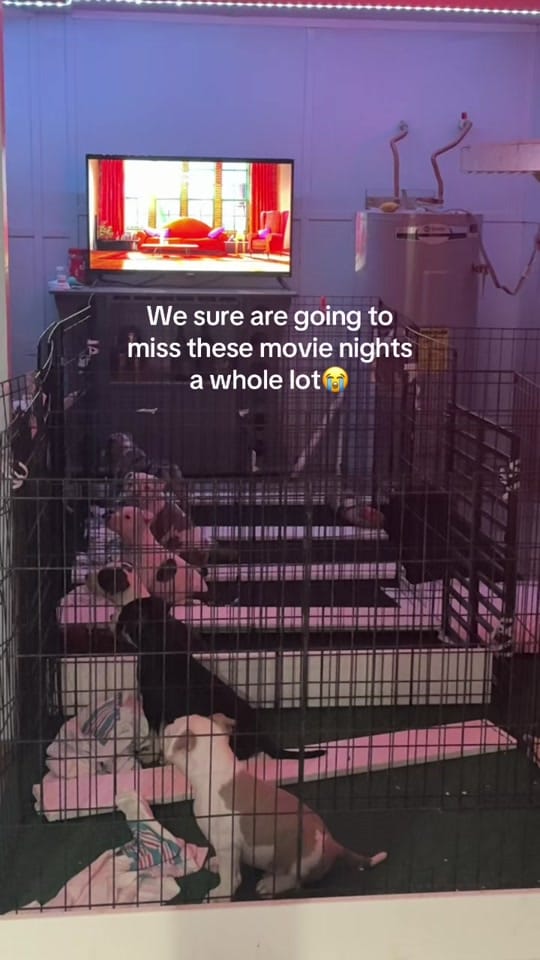 Post 3 by The Bully Brewhouse on TikTok (video)
