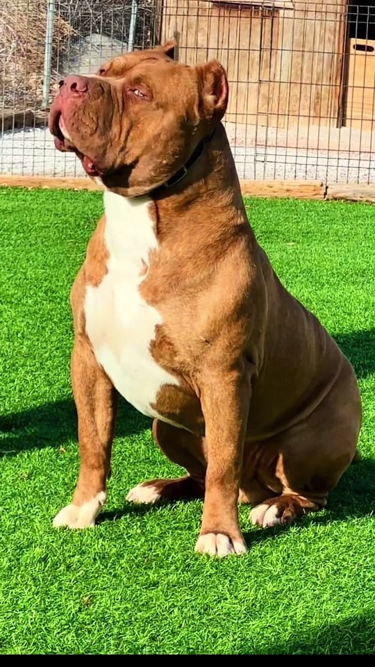Post 1 by The Bully Brewhouse on TikTok (video)