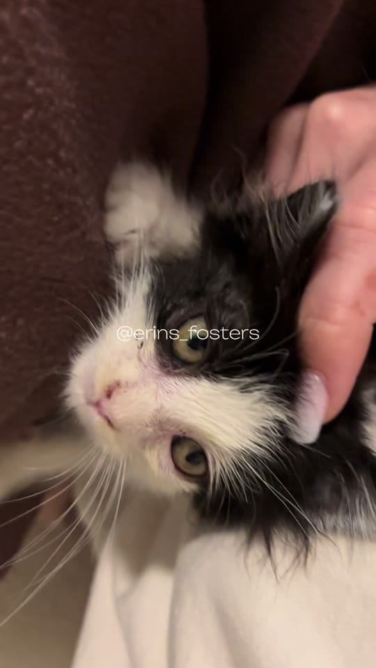 Post 10 by Erin Berger on TikTok (video)