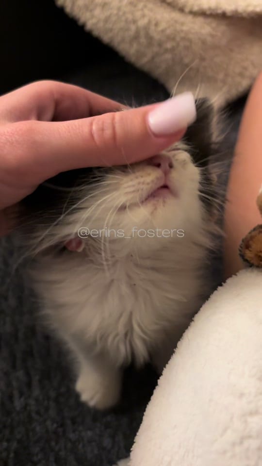 Post 8 by Erin Berger on TikTok (video)