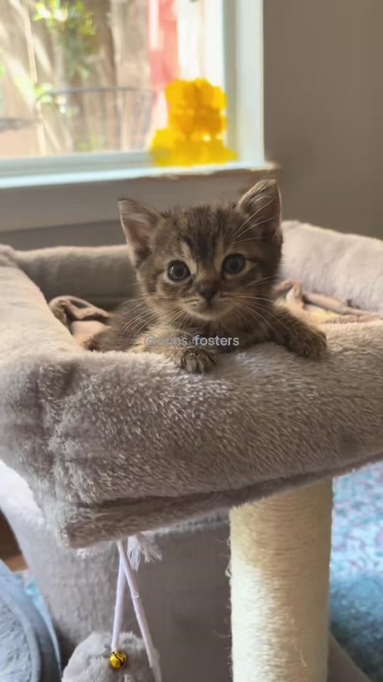 Post 3 by Erin Berger on TikTok (video)