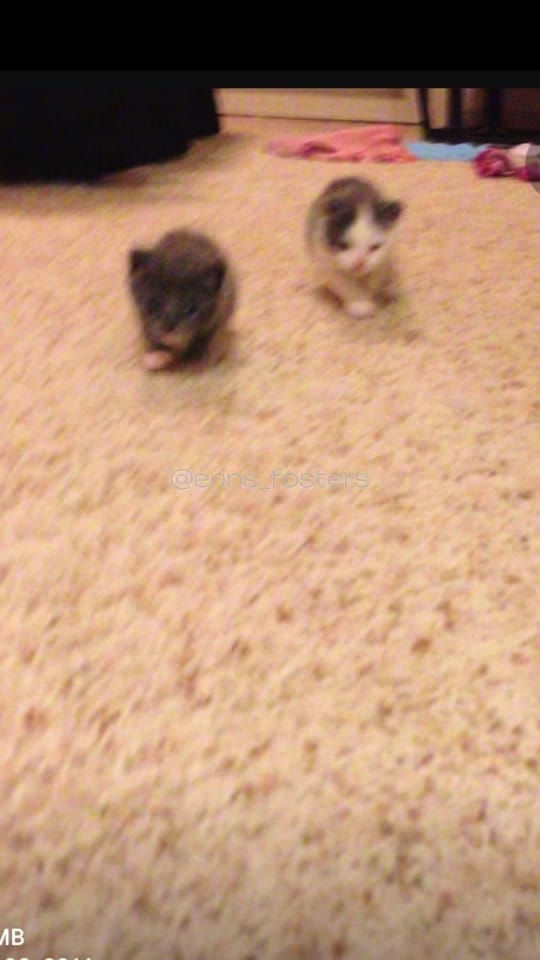 Post 1 by Erin Berger on TikTok (video)