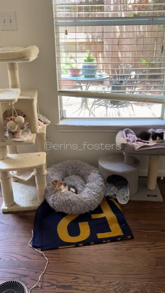 Post 5 by Erin Berger on TikTok (video)