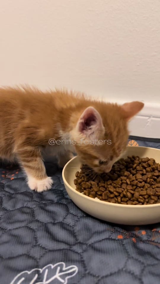 Post 9 by Erin Berger on TikTok (video)