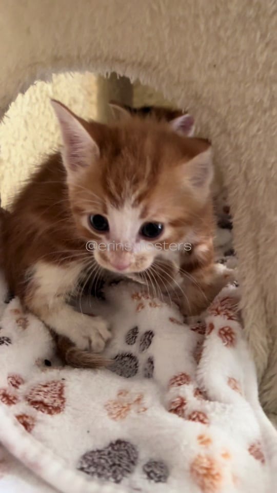 Post 6 by Erin Berger on TikTok (video)