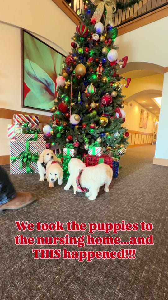 Post 4 by Stage Gulch Goldens on TikTok (video)