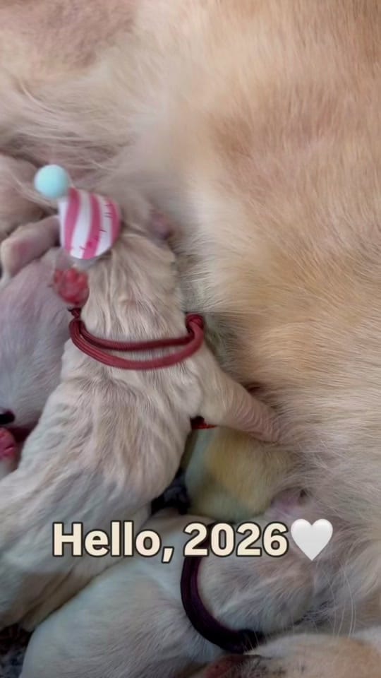 Post 3 by Stage Gulch Goldens on TikTok (video)