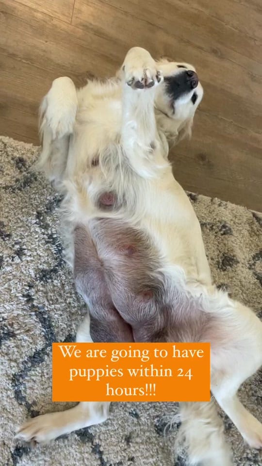 Post 9 by Stage Gulch Goldens on TikTok (video)