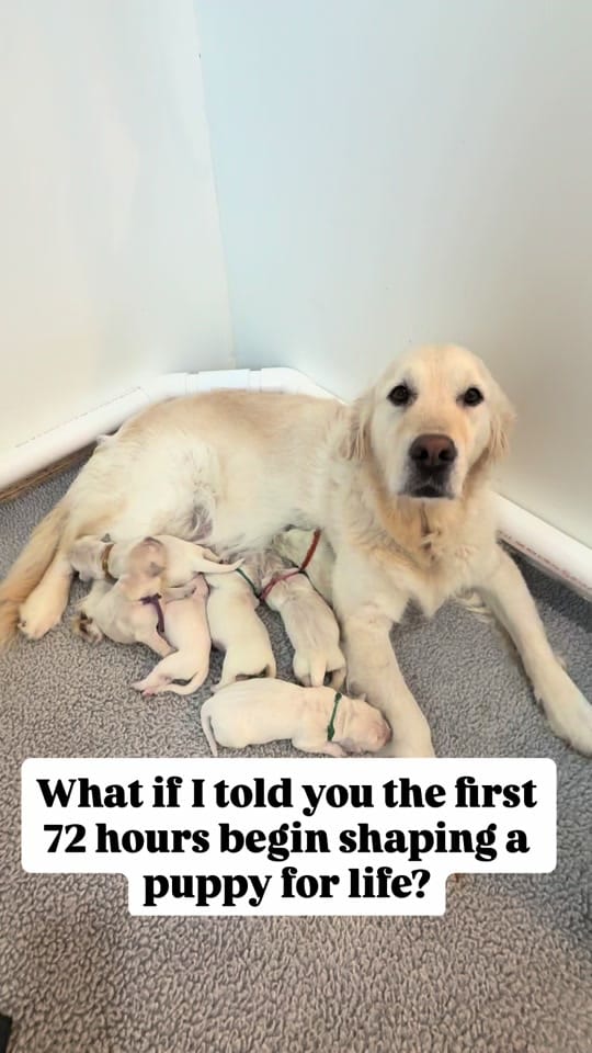 Post 2 by Stage Gulch Goldens on TikTok (video)
