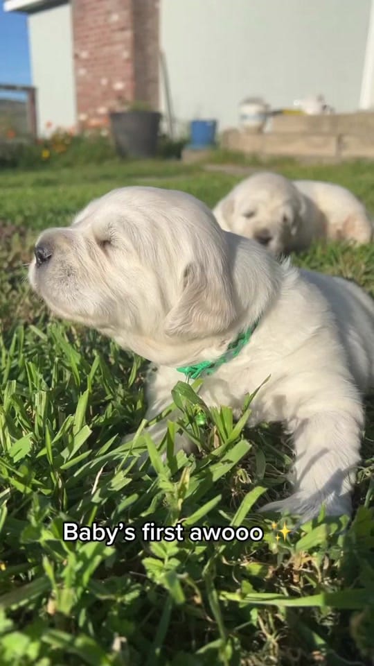Post 8 by Stage Gulch Goldens on TikTok (video)