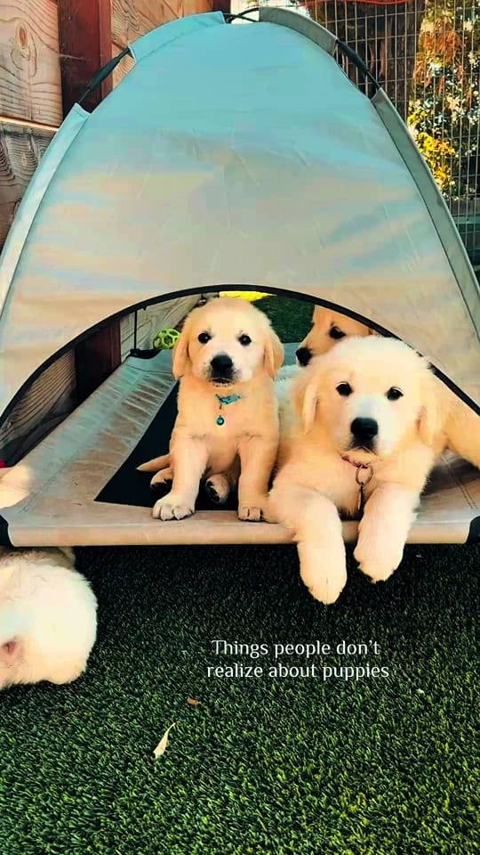 Post 1 by Stage Gulch Goldens on TikTok (video)