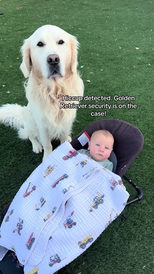 Post 5 by Stage Gulch Goldens on TikTok (video)