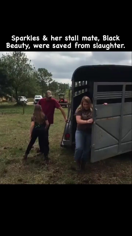 Post 10 by Little Bear Sanctuary on TikTok (video)