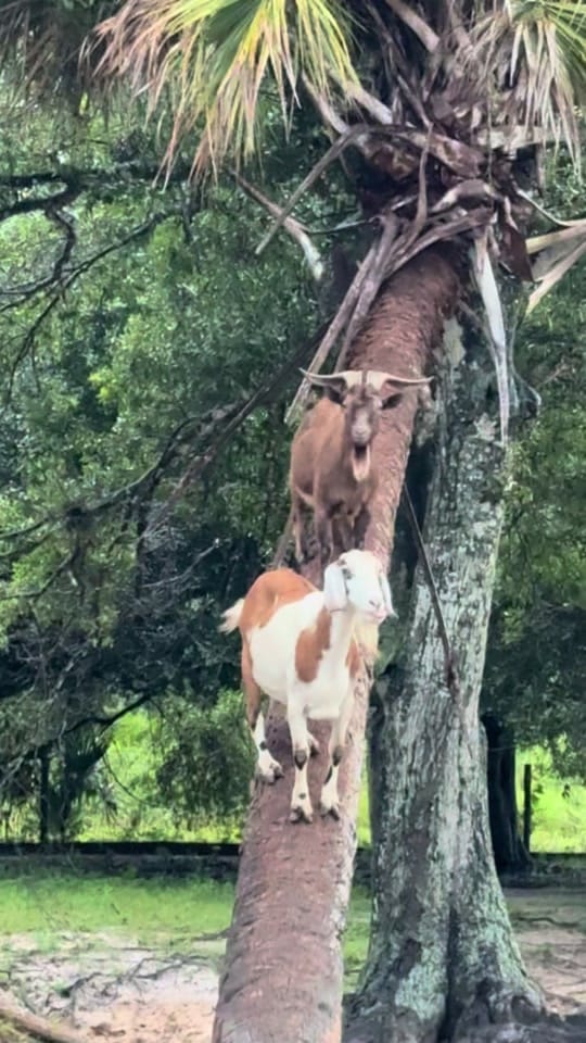 Post 8 by Little Bear Sanctuary on TikTok (video)