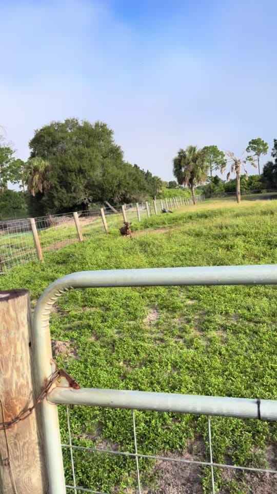Post 6 by Little Bear Sanctuary on TikTok (video)