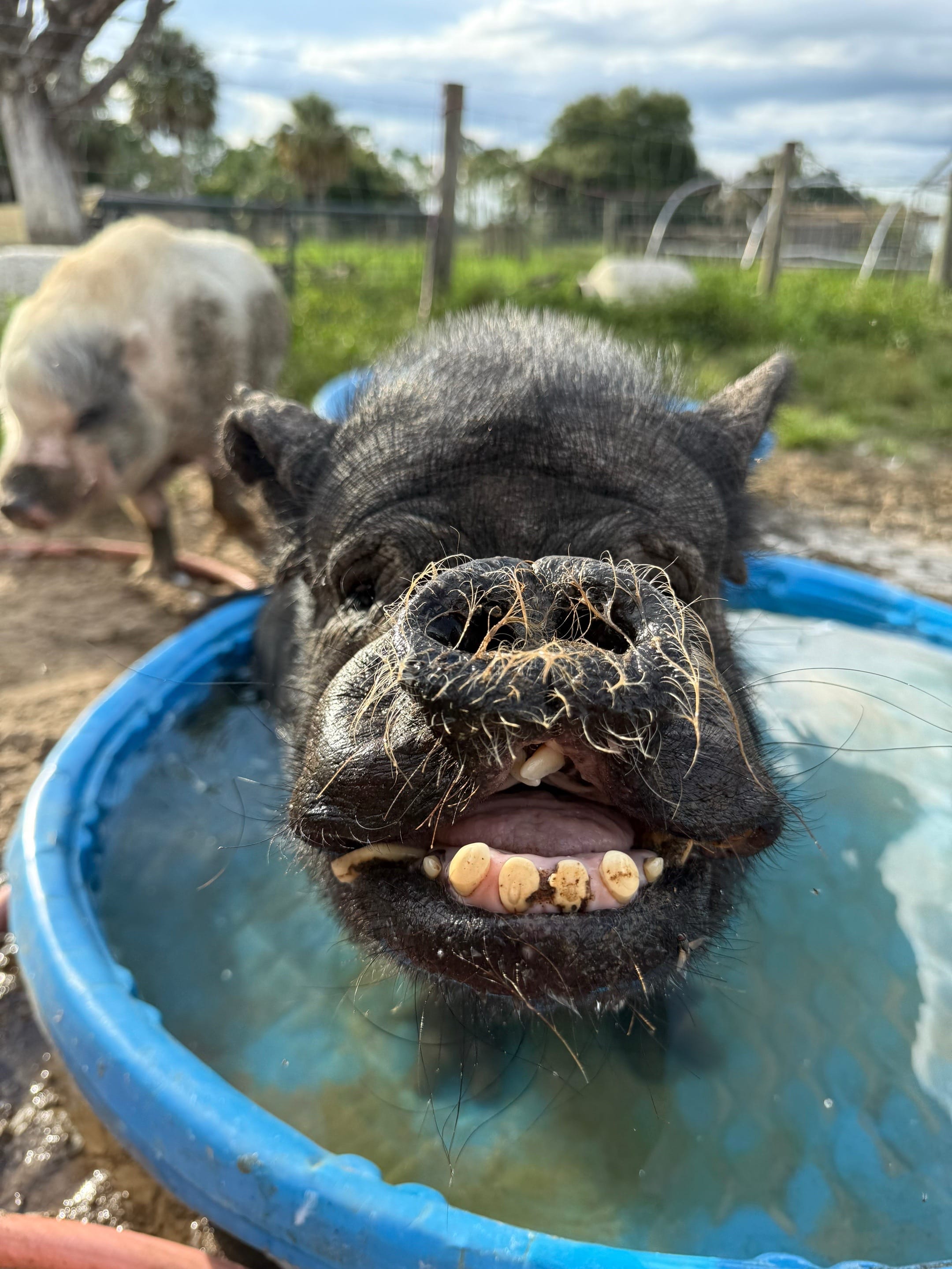 Post 7 by Little Bear Sanctuary on TikTok (video)