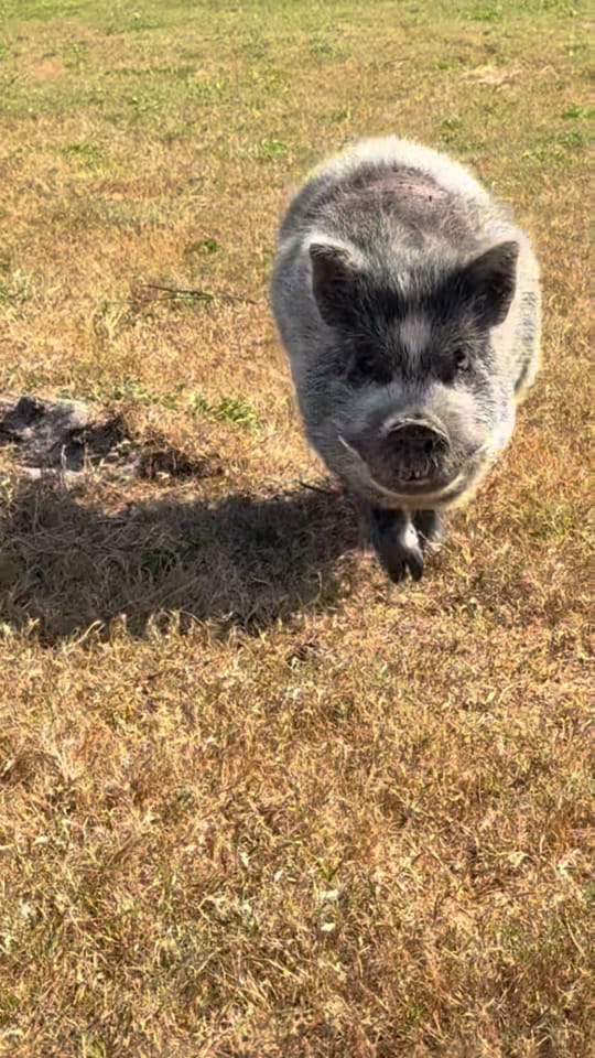 Post 5 by Little Bear Sanctuary on TikTok (video)
