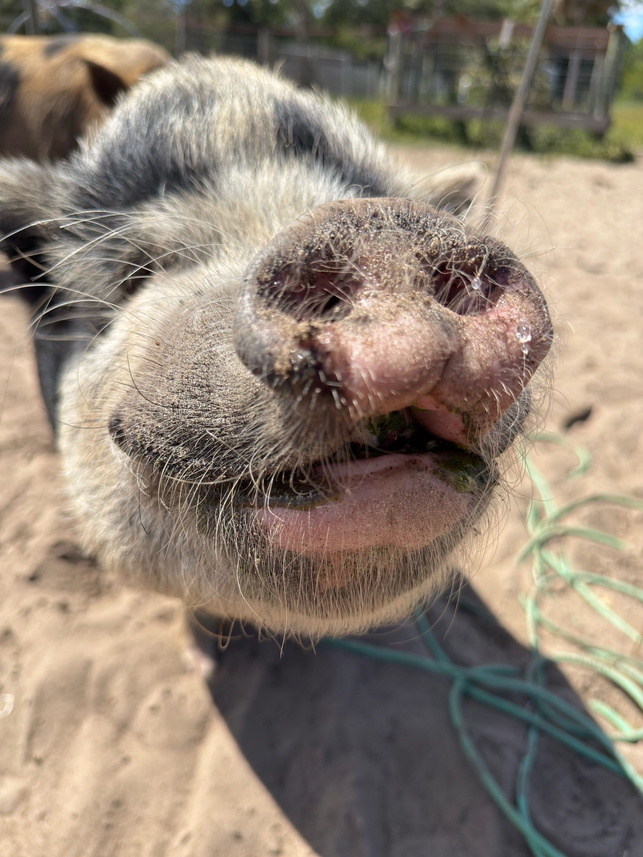 Post 3 by Little Bear Sanctuary on TikTok (video)