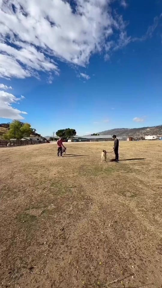 Post 1 by Marley’s Mutts on TikTok (video)
