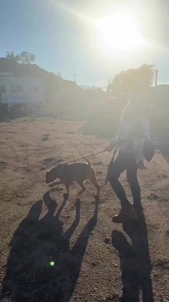 Post 4 by Marley’s Mutts on TikTok (video)