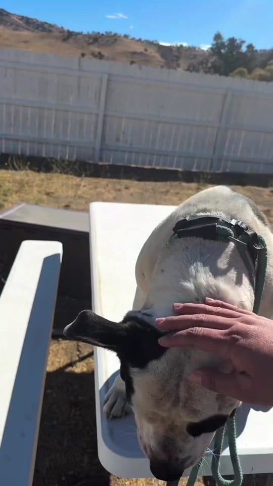 Post 7 by Marley’s Mutts on TikTok (video)