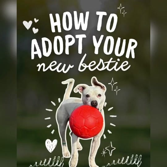 Post 2 by Marley’s Mutts on TikTok (video)