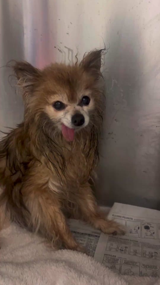 Post 8 by Marley’s Mutts on TikTok (video)