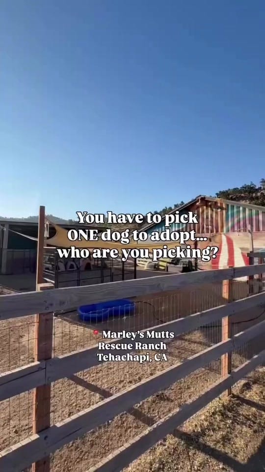Post 9 by Marley’s Mutts on TikTok (video)