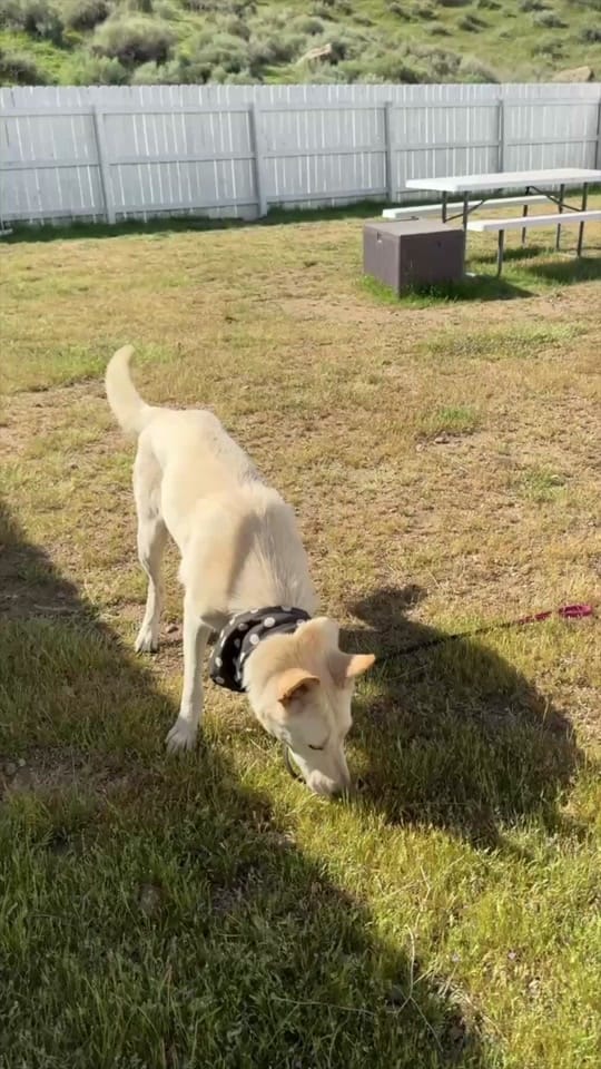 Post 6 by Marley’s Mutts on TikTok (video)